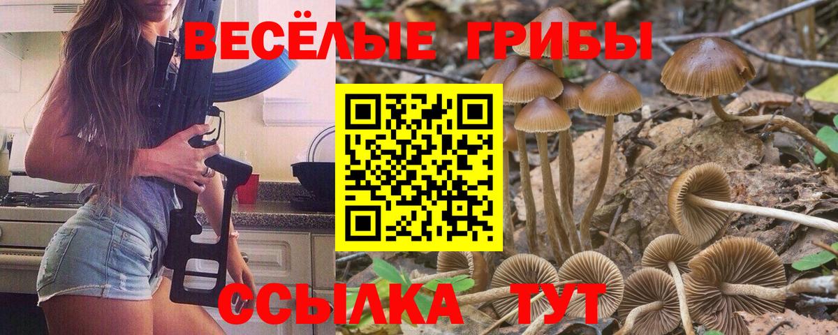 Псилоцибиновые грибы Psilocybine cubensis Гудермес